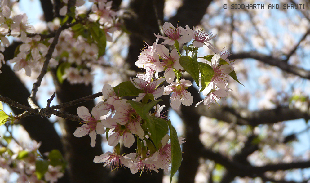 siddharthandshruti cherry blossom