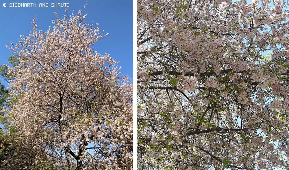 siddharthandshruti cherry blossom