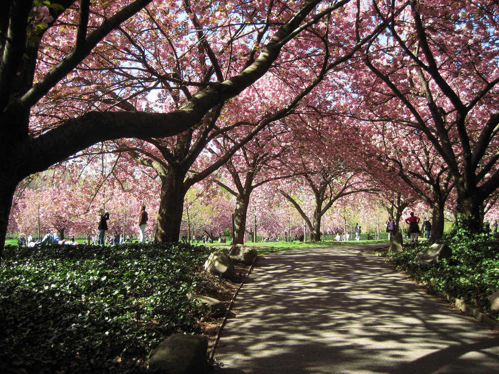 Our first encounter with cherry blossoms – Siddharth and Shruti