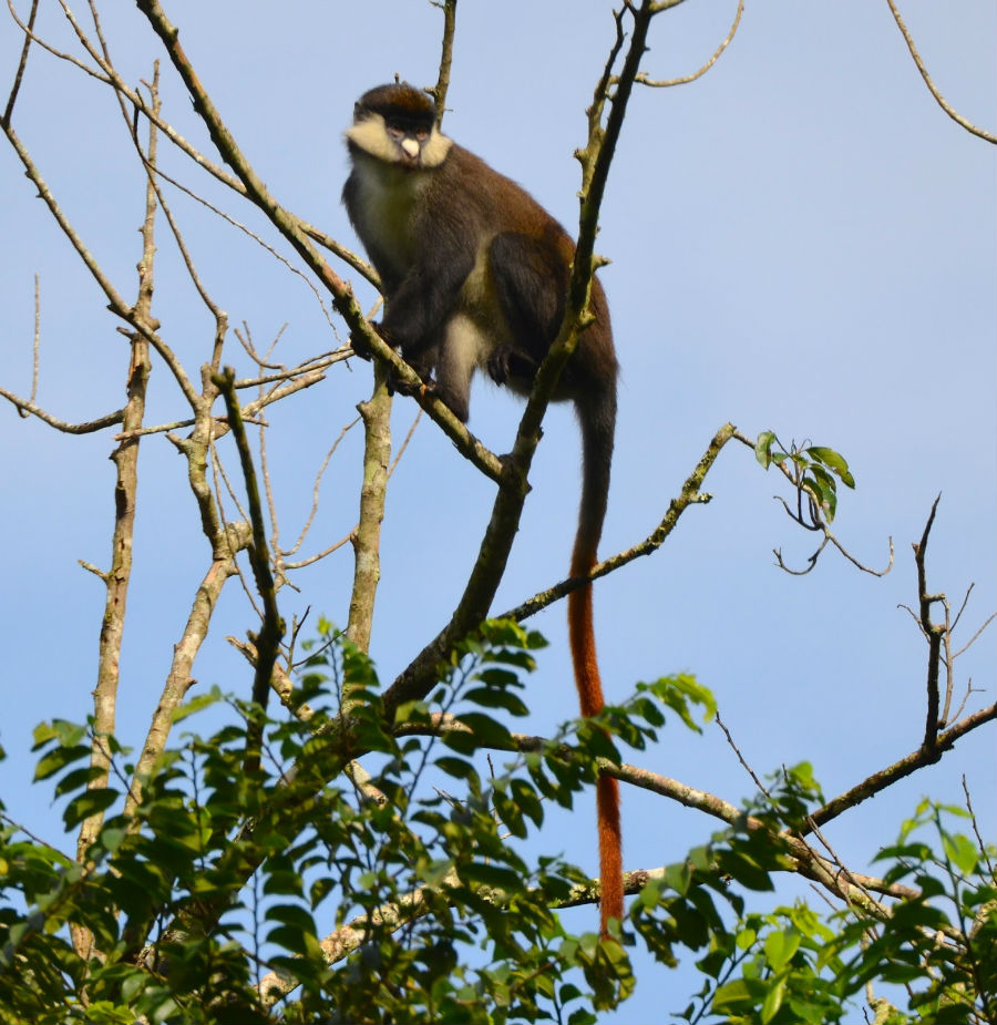 A red-tailed monkey in Mpanga Forest