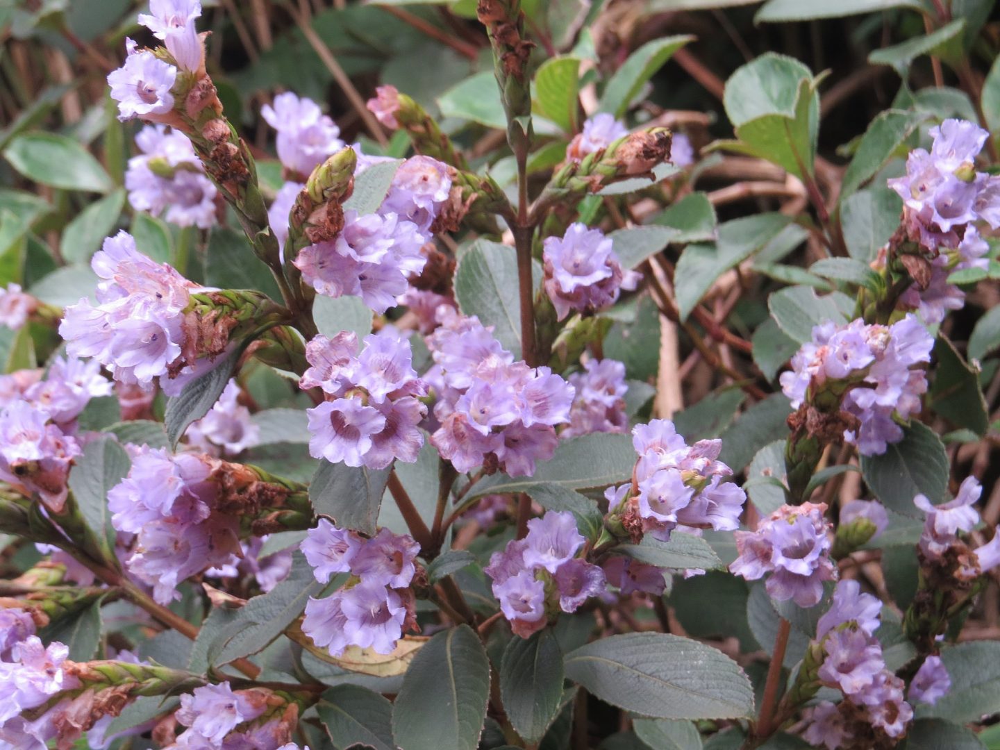 The Mysterious Neelakurinji Flowers That Bloom Once In 12 Years Are Blooming In 2018 Siddharth And Shruti