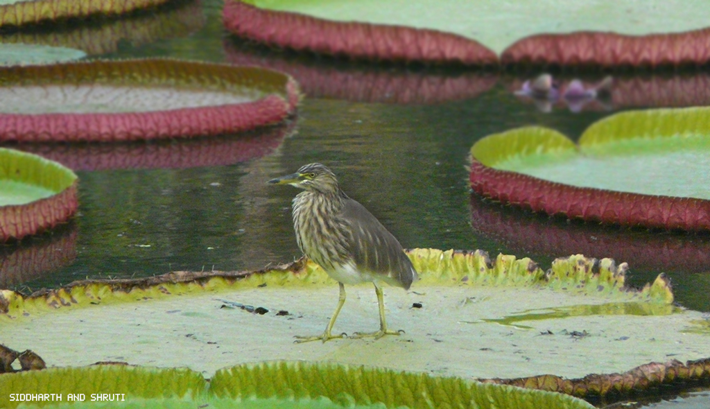 Coringa Bird Sanctuary - Dindi Backwaters