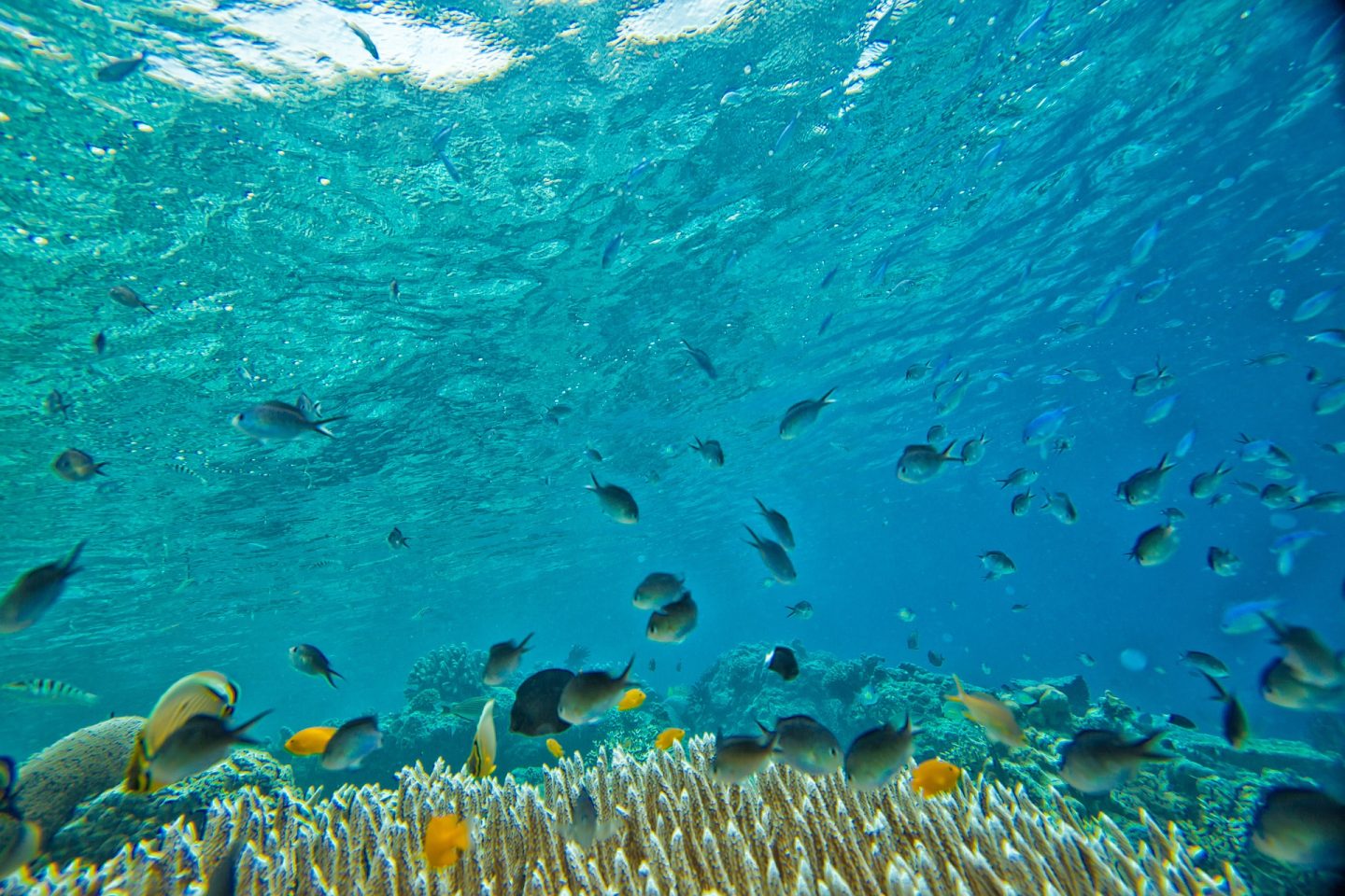 Snorkeling in Indonesia