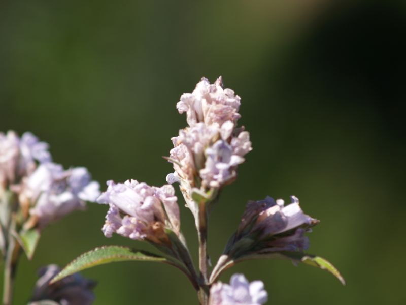 Neelakurinji