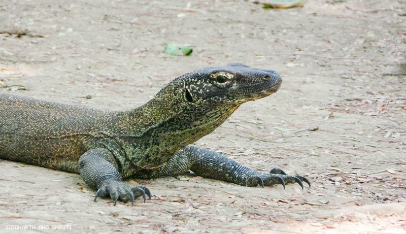 Meeting the mighty Komodo dragon – Siddharth and Shruti