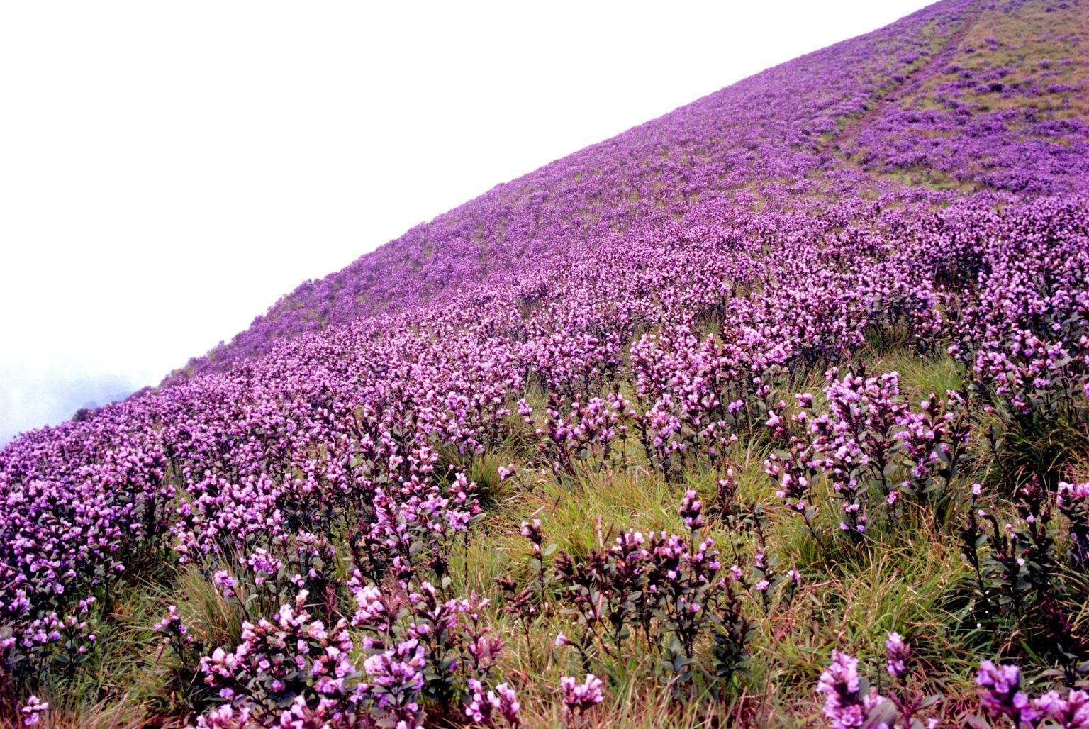 Neelakurinji, the flower that blooms once in 12 years Expectations vs