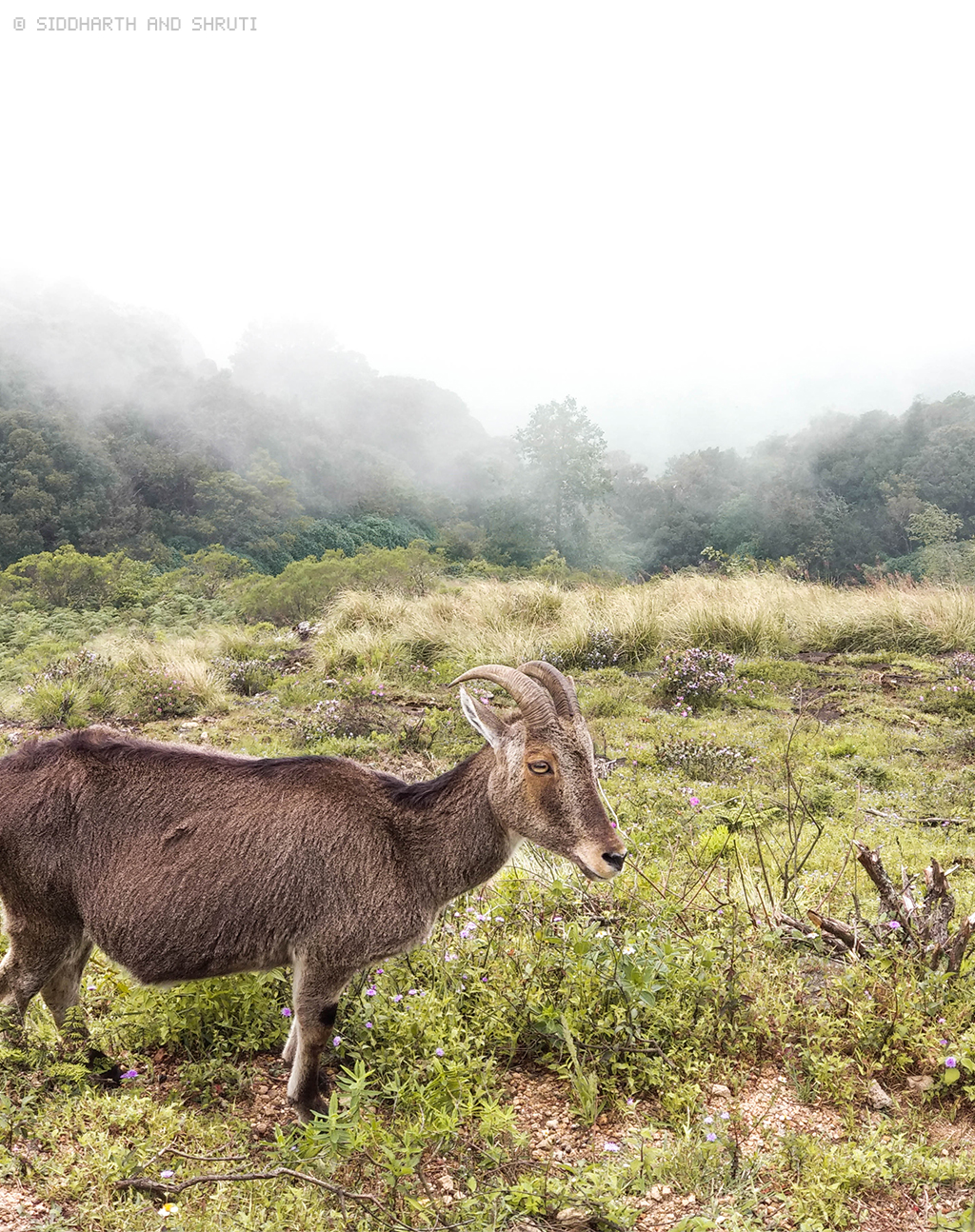 Neelakurinji Photo Diary - Nilgiri Tahr